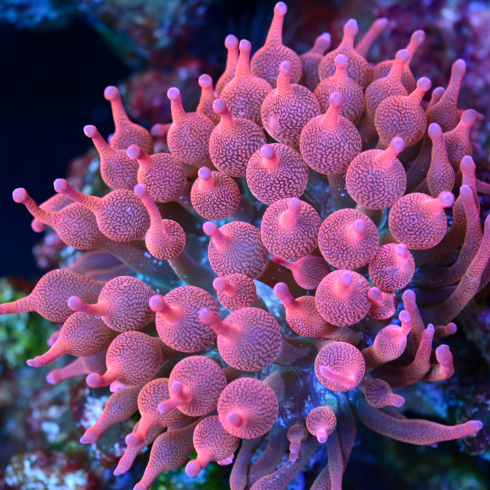 DSC_0686.jpeg