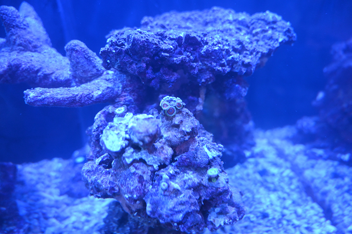 DSC_0706.JPG