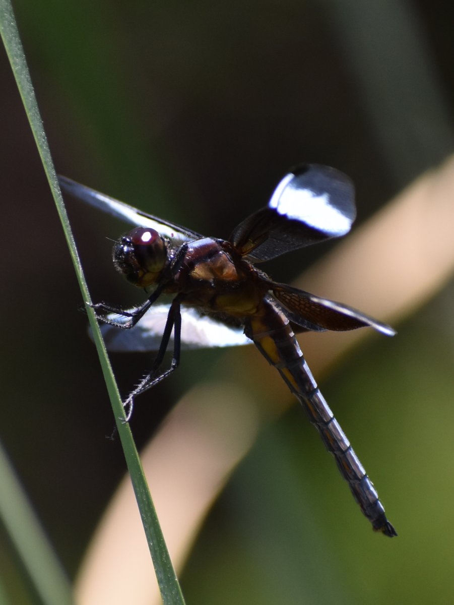 DSC_0736a.JPG