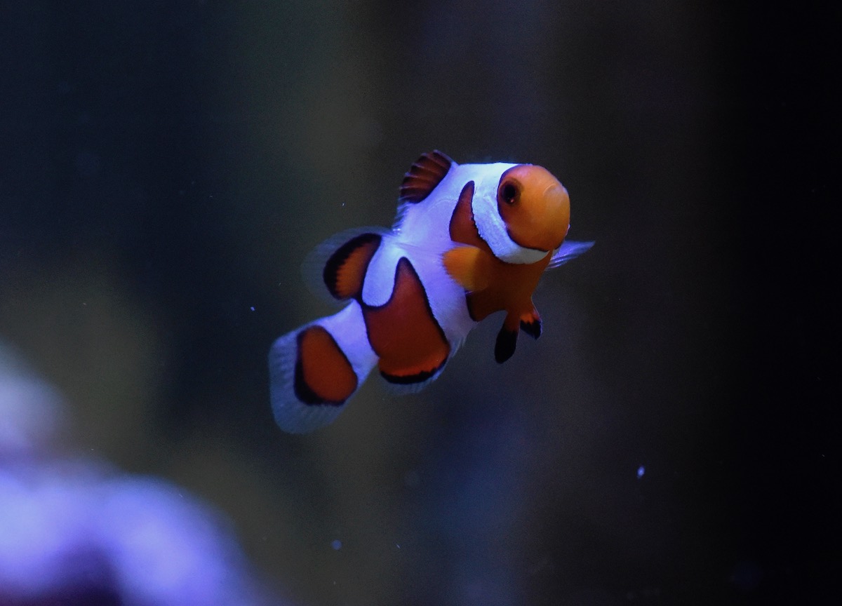DSC_0772.jpeg