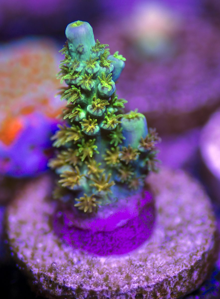 Illinois Matt V Rainbow Envy For Sale Reef2reef Saltwater And