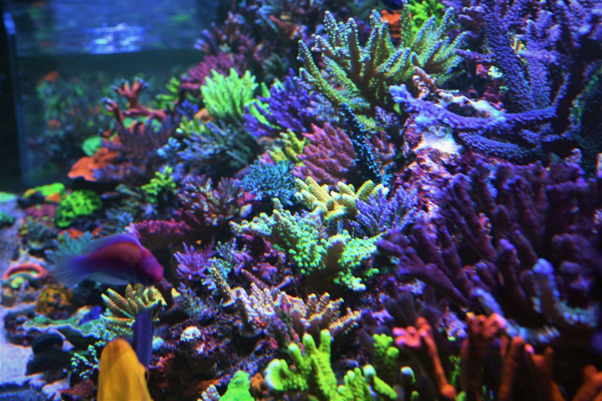DSC_1200_sm.jpg