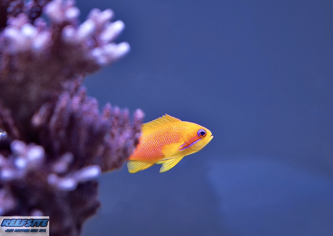Reef Spotlight - REEF OF THE MONTH - September 2024: SunnyX's Beautiful ...