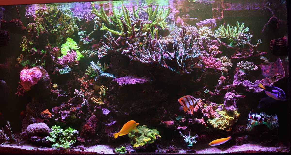 Reef Spotlight - REEF OF THE MONTH - December 2023