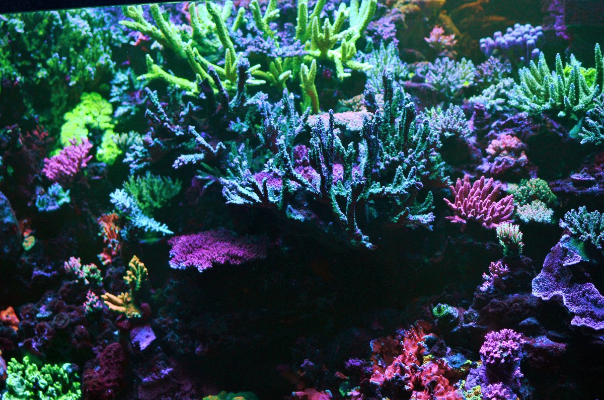coral reef  71-ybUJAiFL._UF350,350_QL50_.jpg