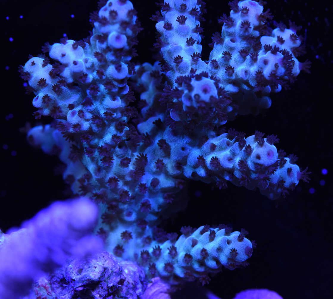 DSC_1642.JPG