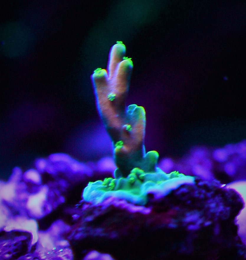 DSC_1849 candyland2.jpg