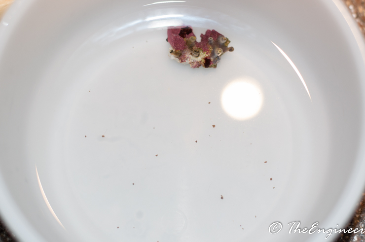DSC_2195.jpg