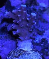 DSC_2235 (2).JPG