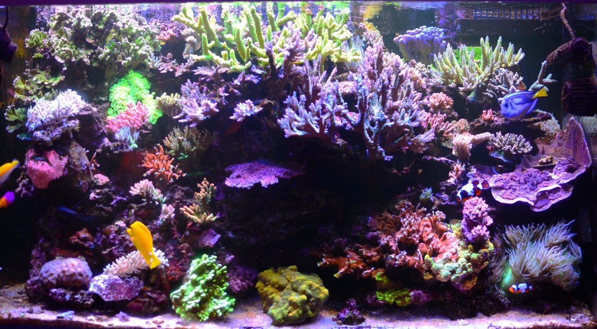 DSC_2455 new corals daylight.JPG