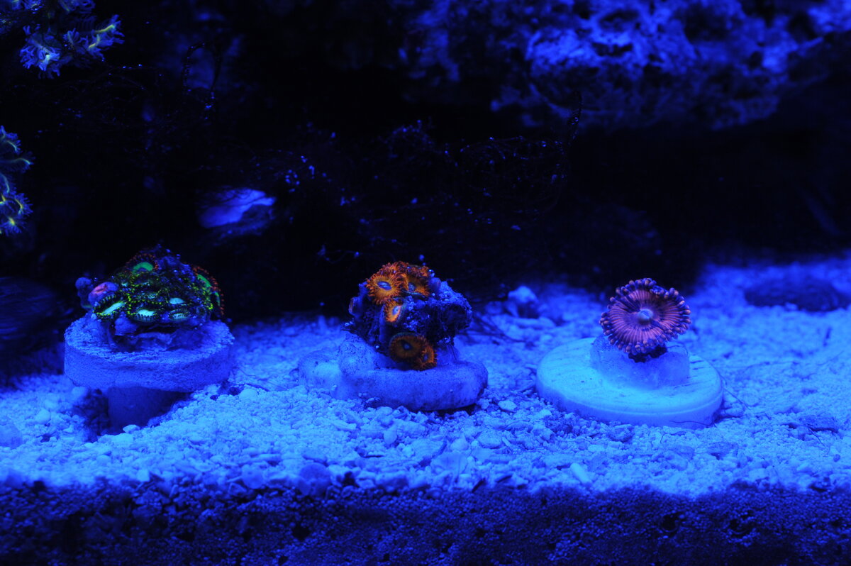 DSC_2667.JPG