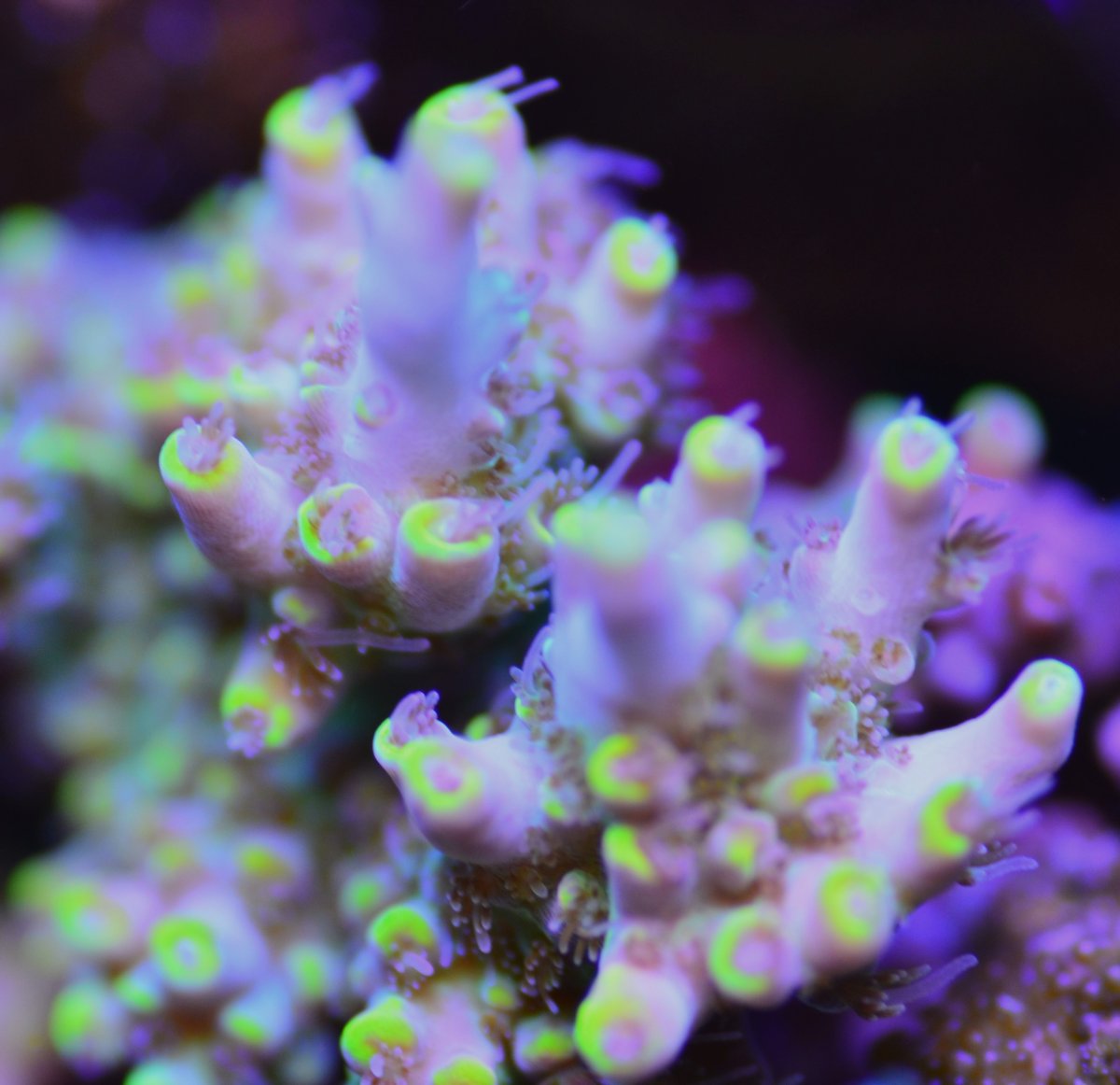 DSC_3246 yellow tip.JPG