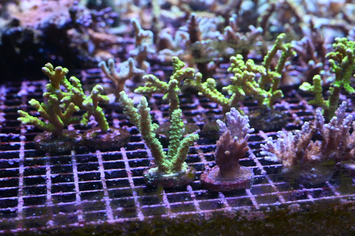 DSC_3410.JPEG