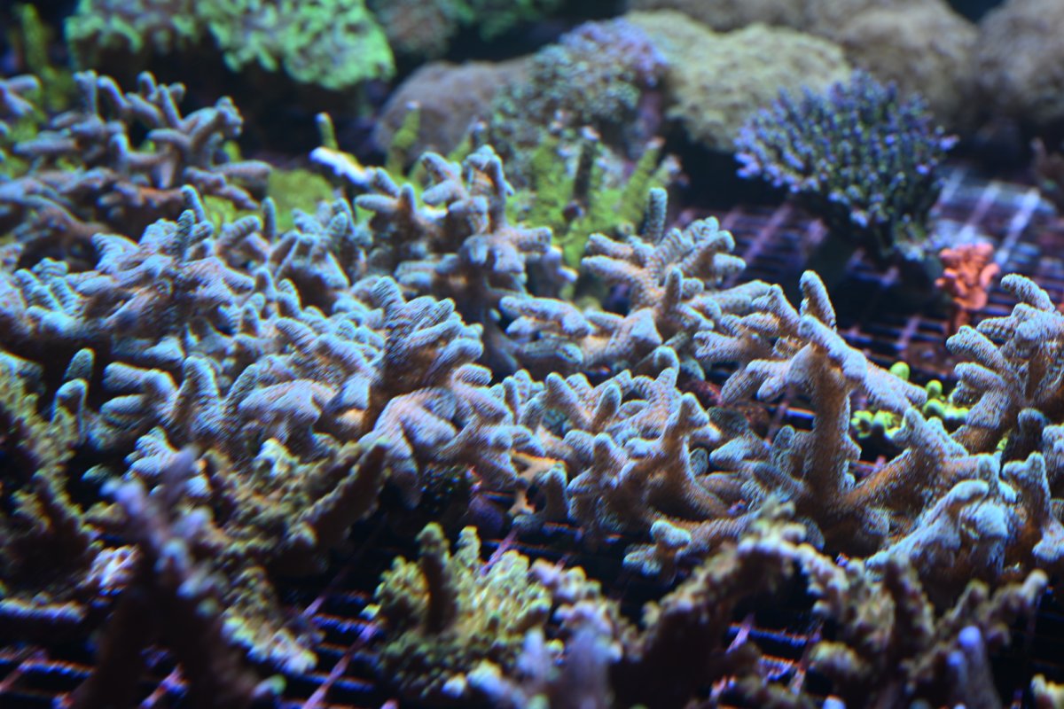 DSC_3415.JPEG