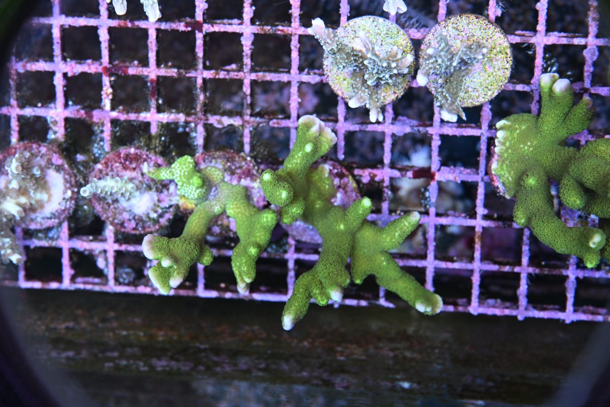 DSC_3450.JPEG