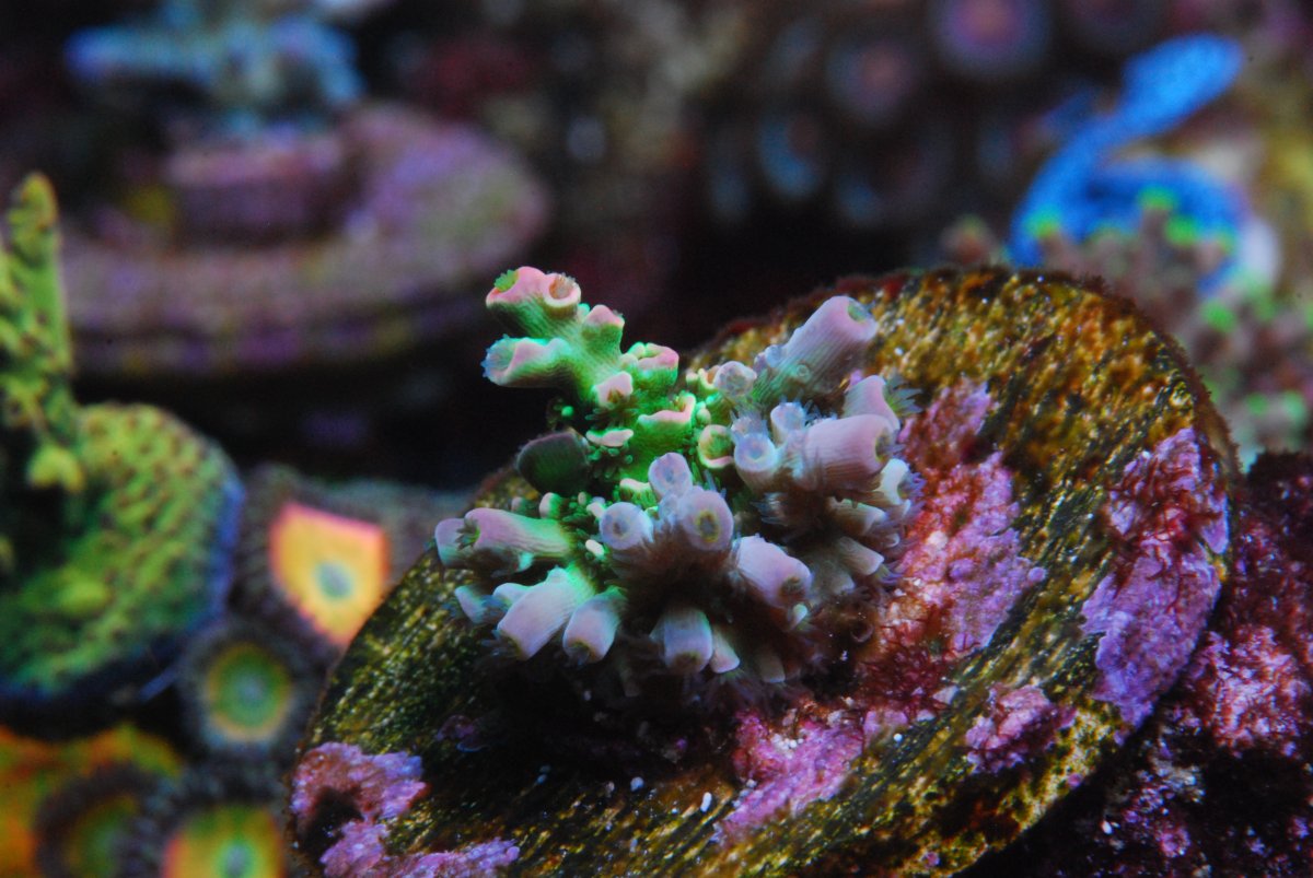 Show & Tell, the Hairiest & colorful Acro | Page 2 | REEF2REEF ...