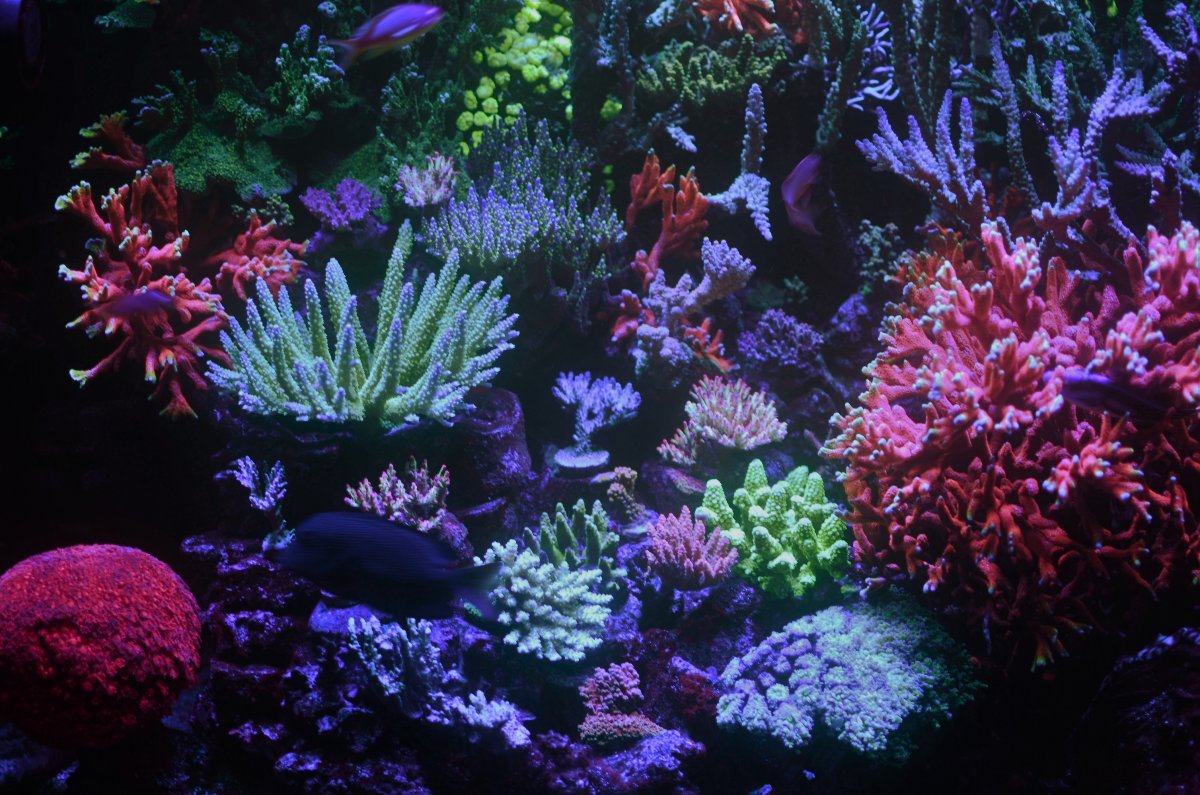 DSC_4279 corals.jpg