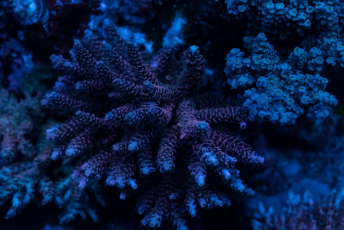 DSC_4378_1.jpg