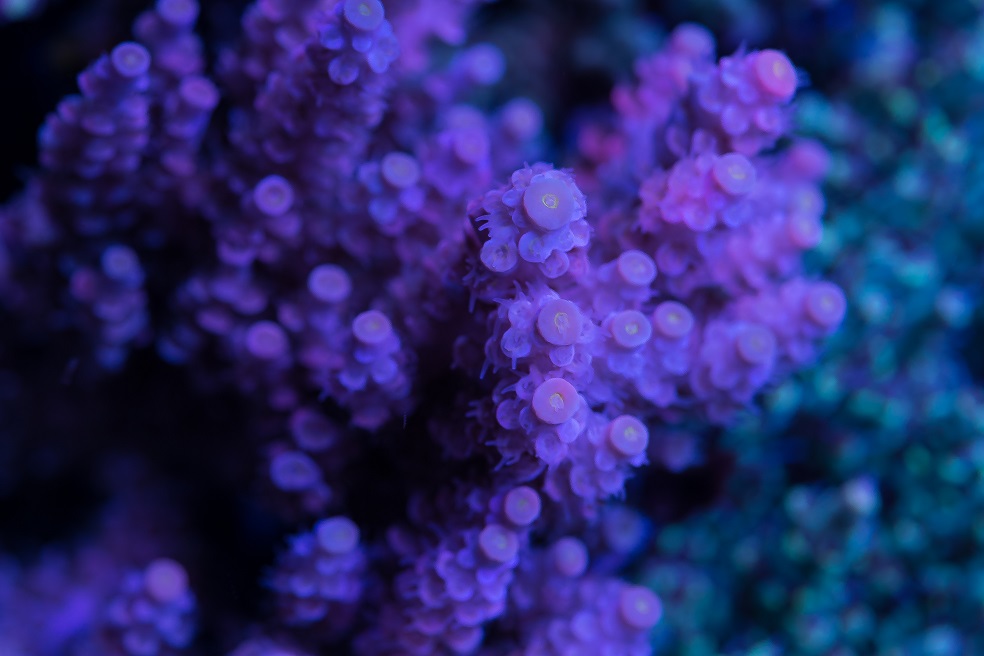DSC_4466_1.jpg