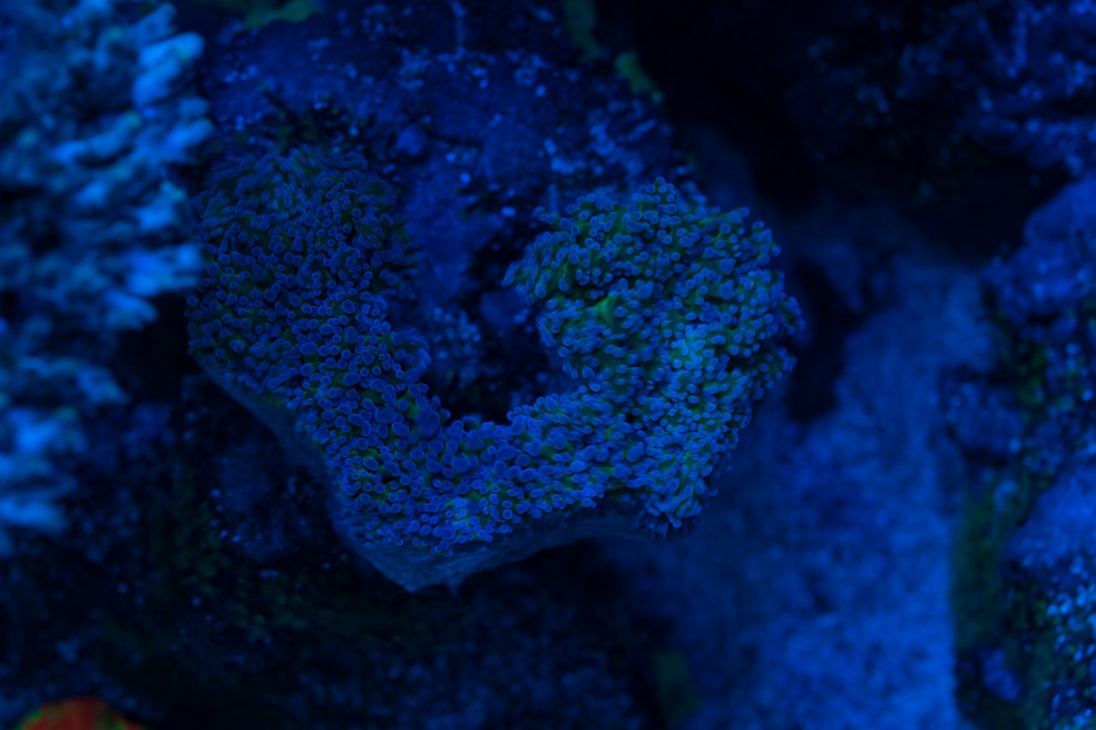 DSC_4478_1.jpg