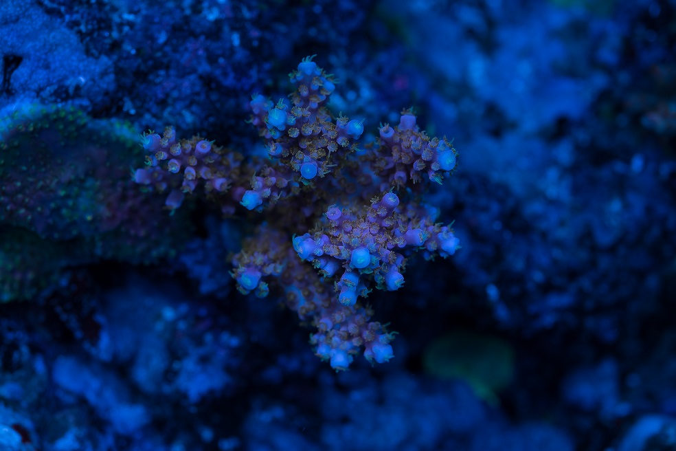 DSC_4498_1.jpg