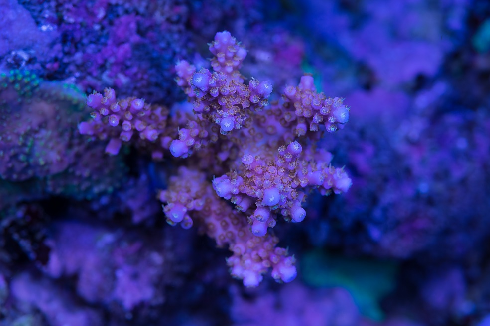 DSC_4526_1.jpg