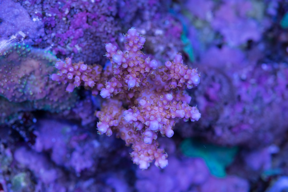 DSC_4532_1.jpg