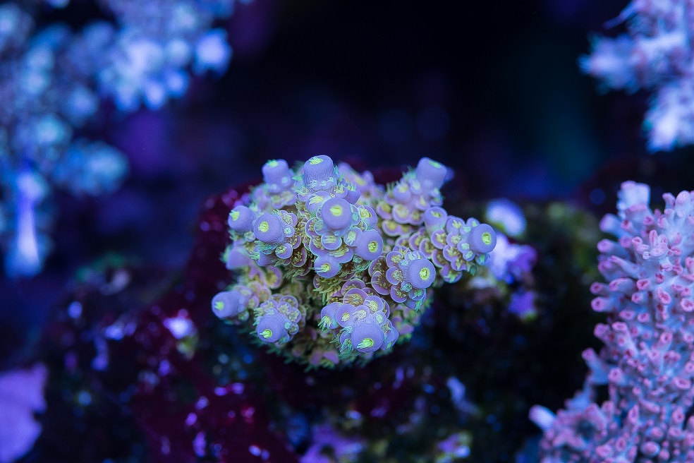 DSC_4558_1.jpg