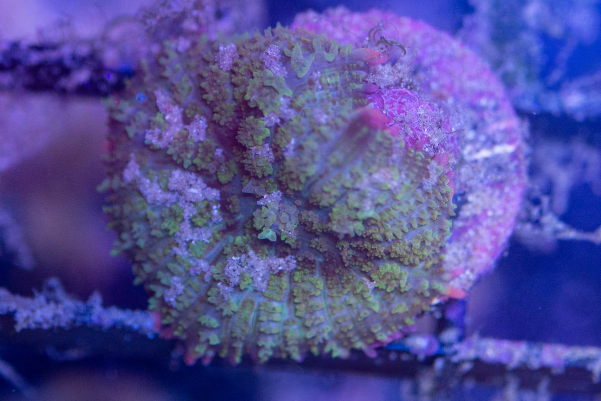 New York - New frags, mostly Zoas, TSA Mardi Gras Bounce
