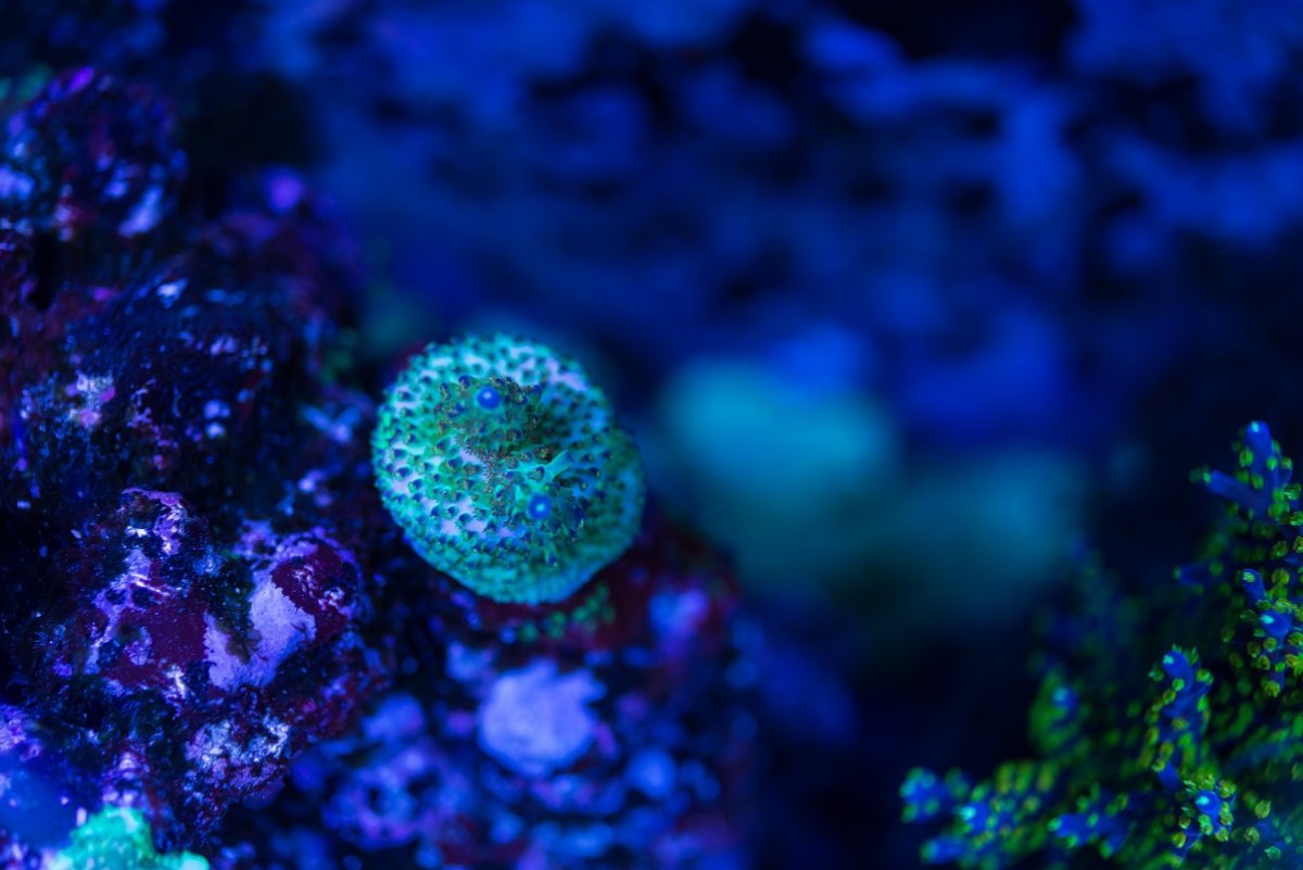 DSC_4650_1.jpg