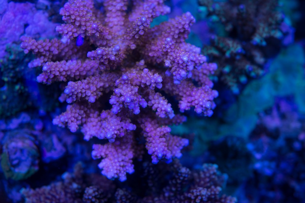 DSC_5244_1.jpg
