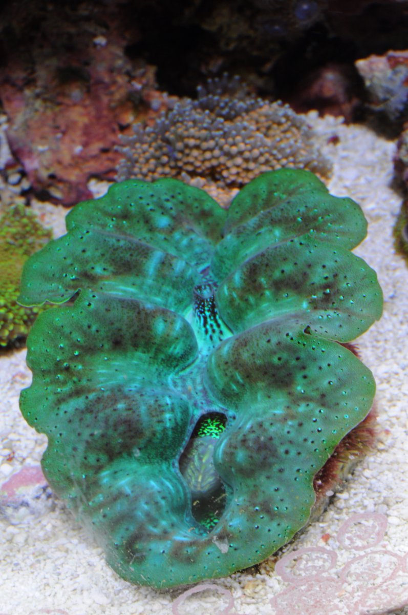 DSC_5247.JPG