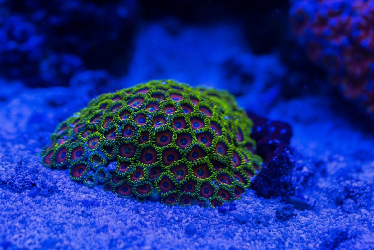DSC_5291_1.jpg
