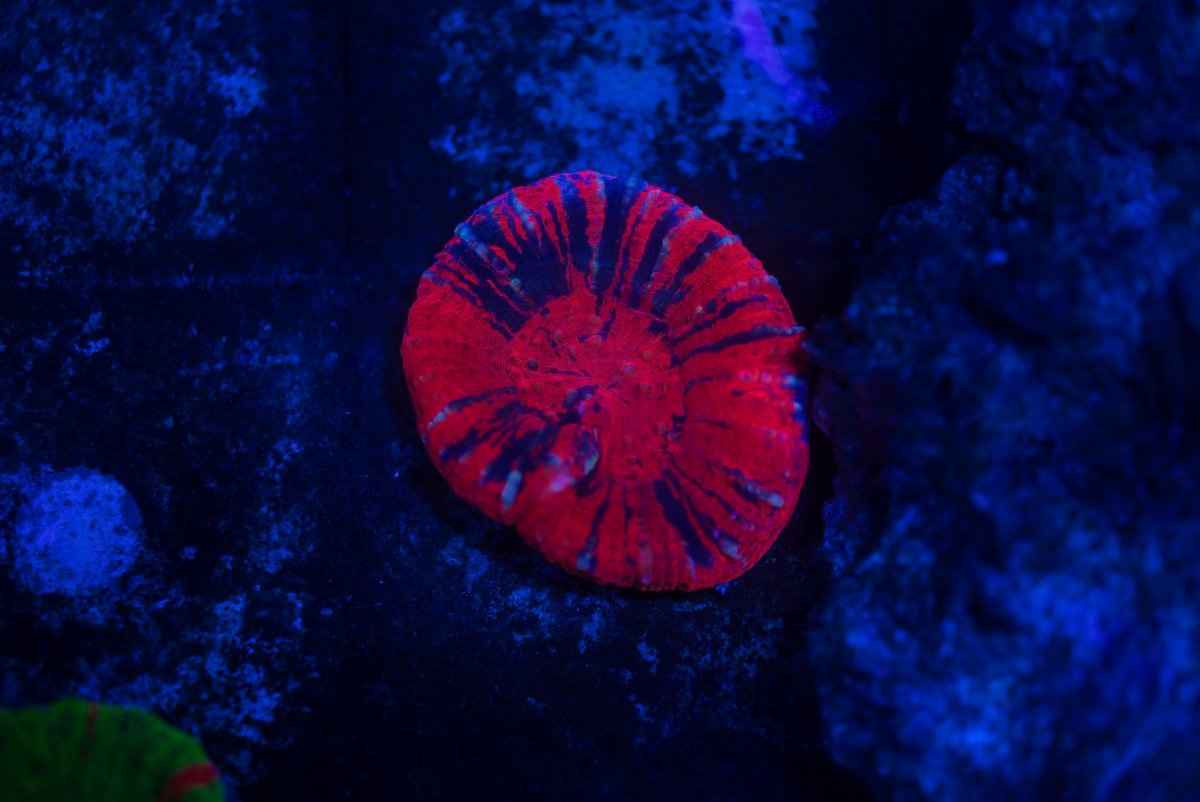 DSC_5782_1.jpg