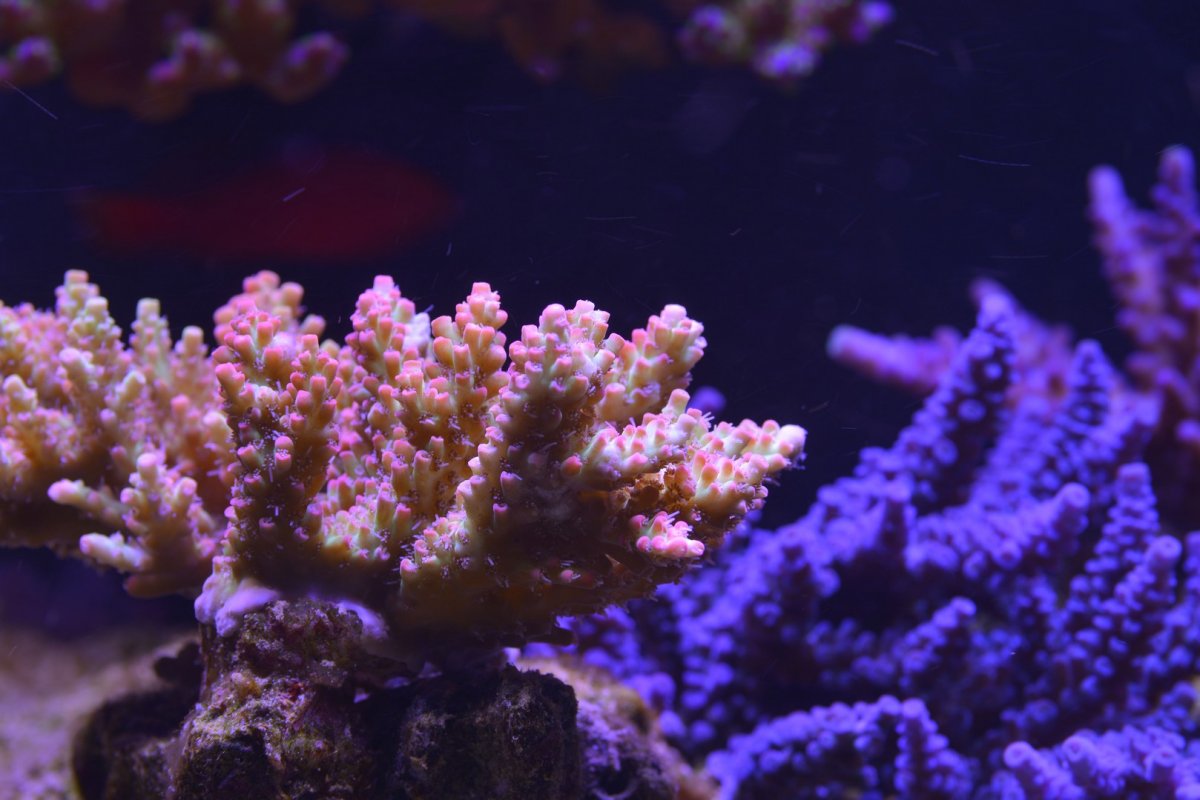 DSC_5785.jpg