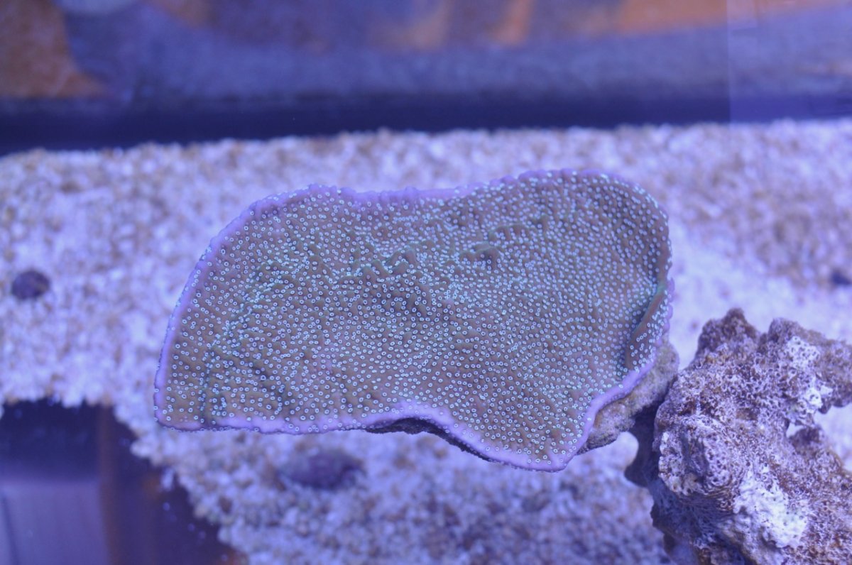 DSC_6034.jpg