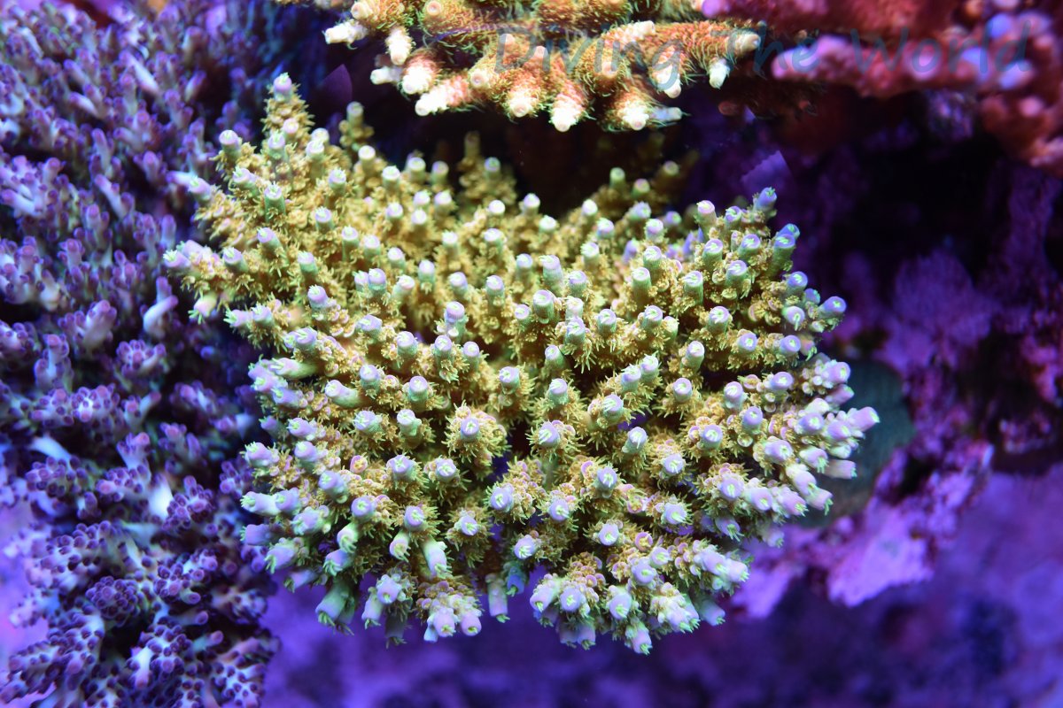 DSC_6121.JPG