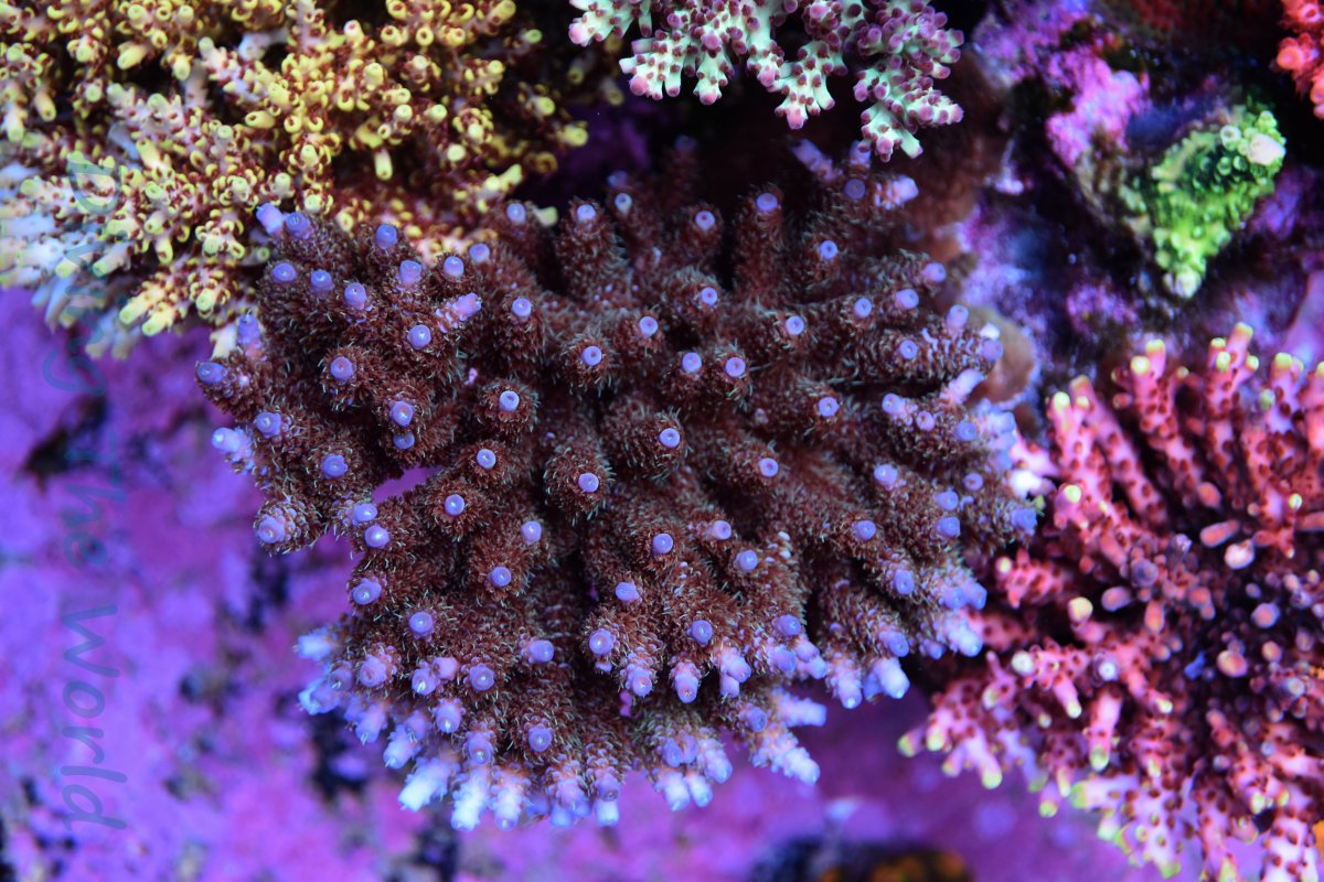 DSC_6184.JPG