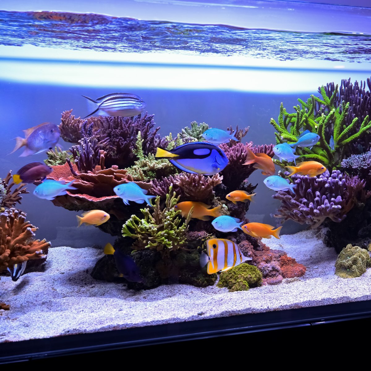 Reef Spotlight - REEF OF THE MONTH - September 2024: SunnyX's Beautiful ...
