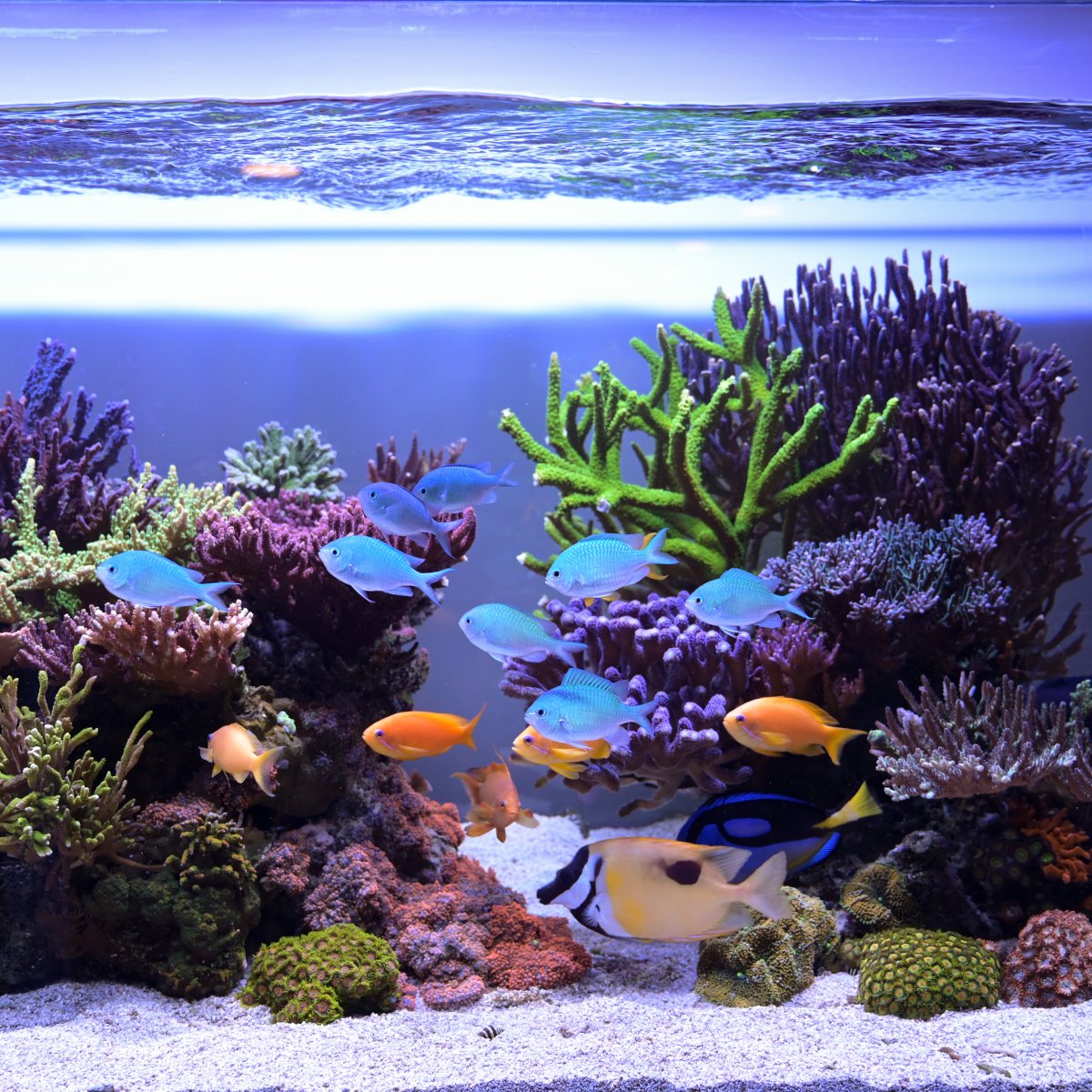 Reef Spotlight - REEF OF THE MONTH - September 2024: SunnyX's Beautiful ...
