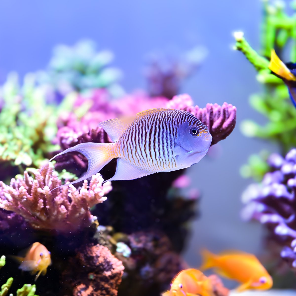 Reef Spotlight - REEF OF THE MONTH - September 2024: SunnyX's Beautiful ...
