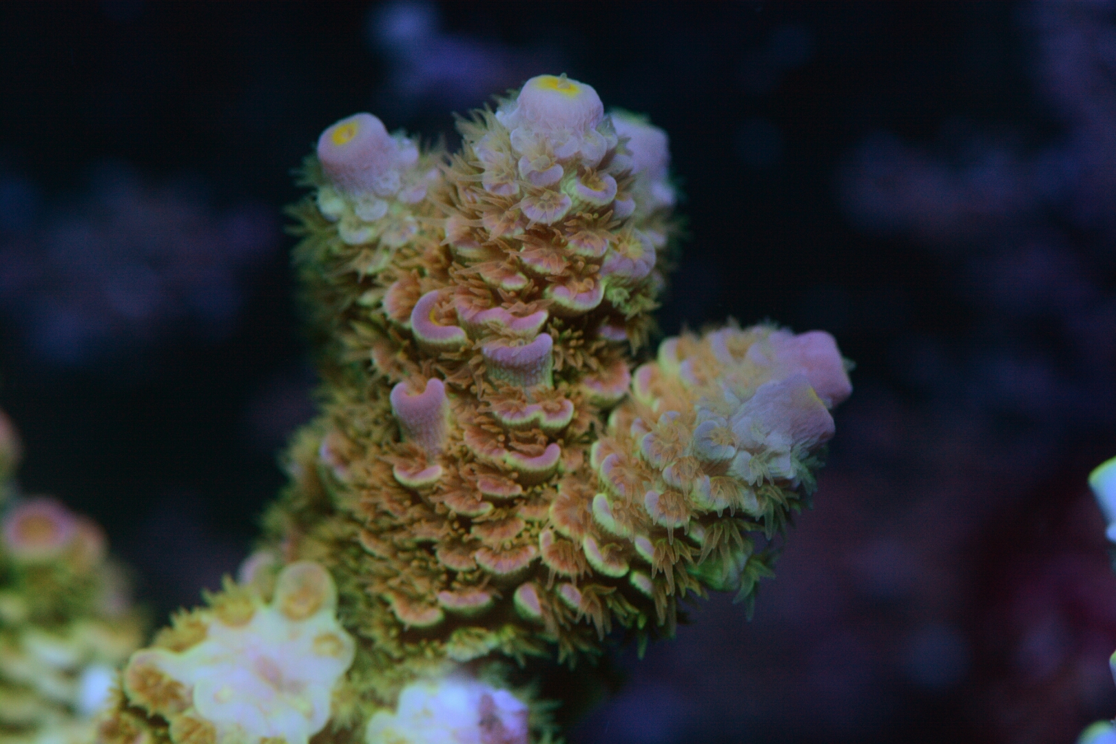 DSC_6718.JPG