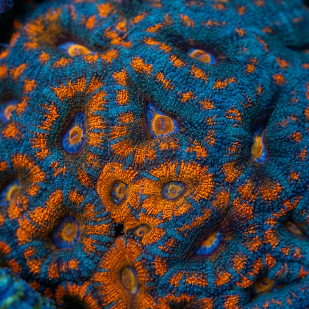 DSC_6815.jpg