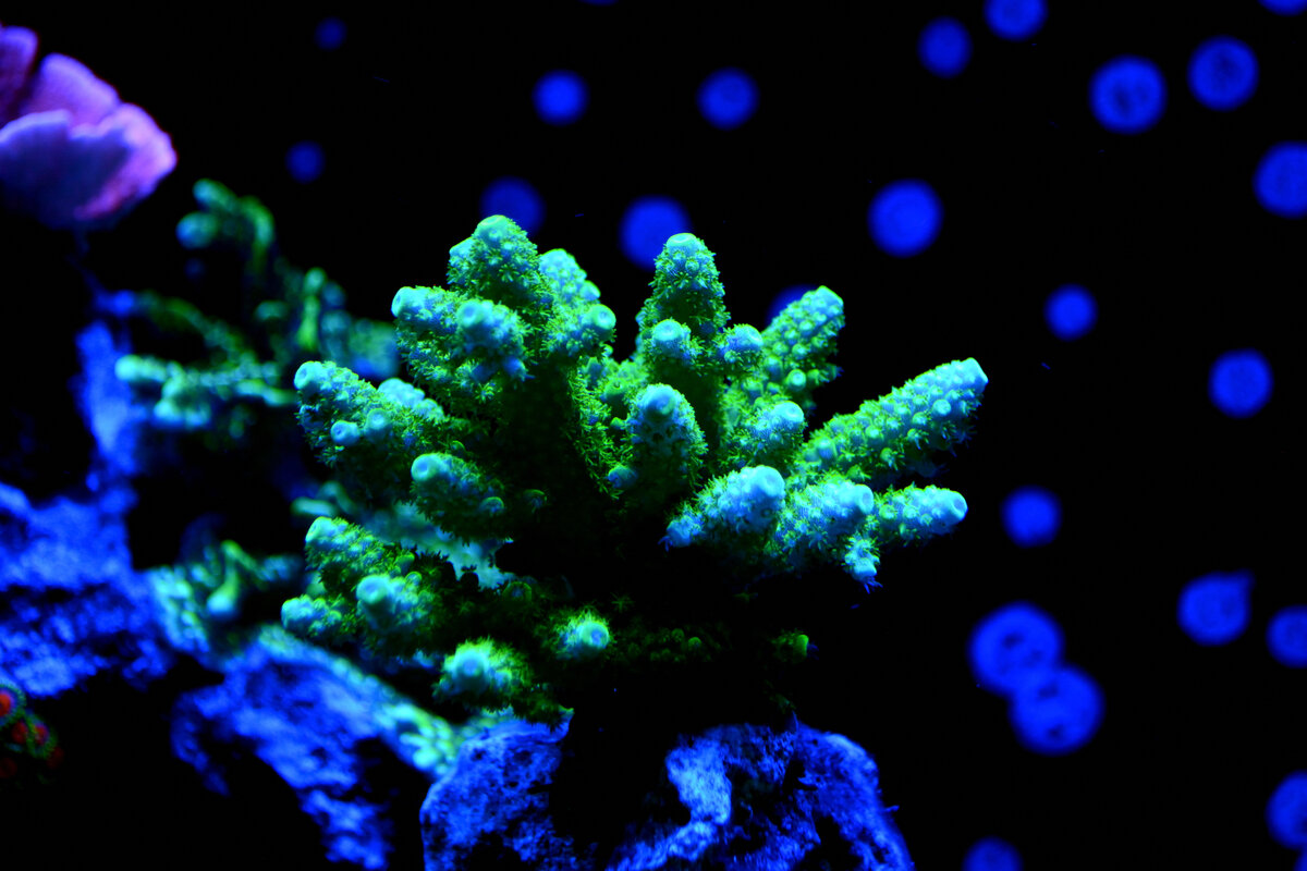 DSC_7061.JPG