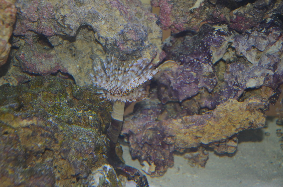 DSC_7085.JPG