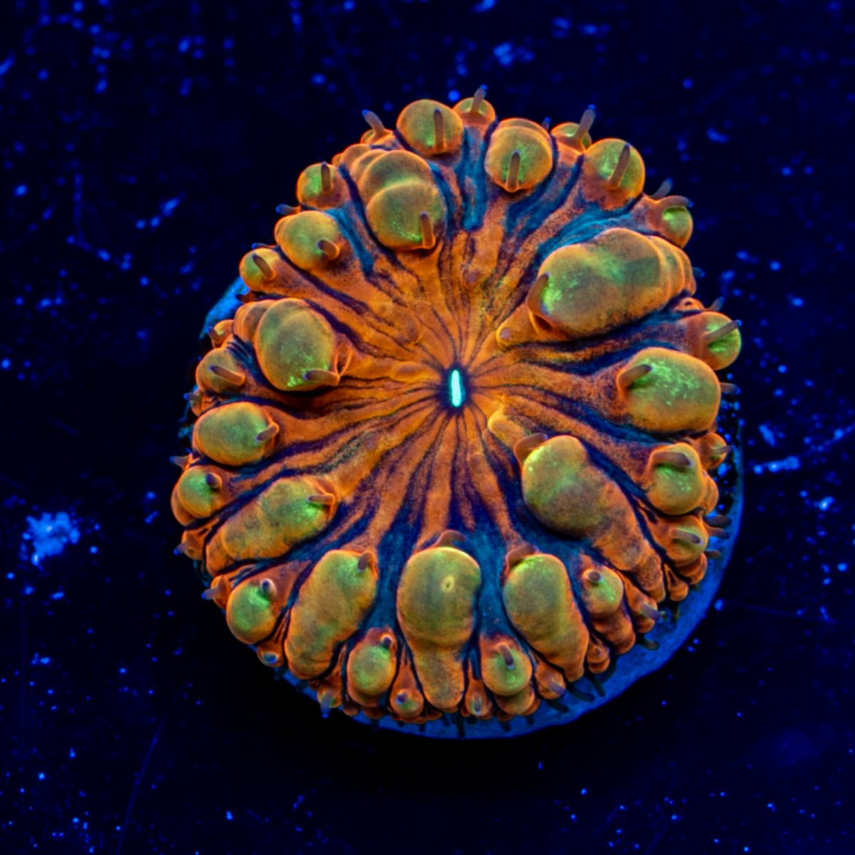 DSC_7169.jpg