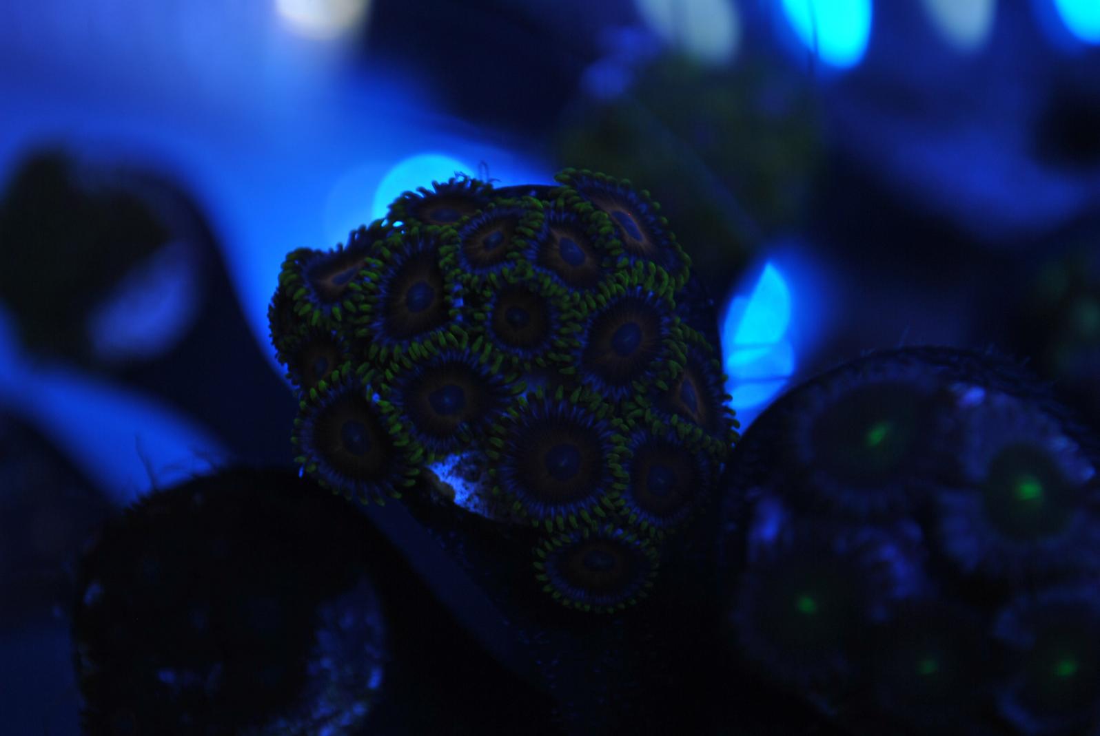 DSC_7385.jpg