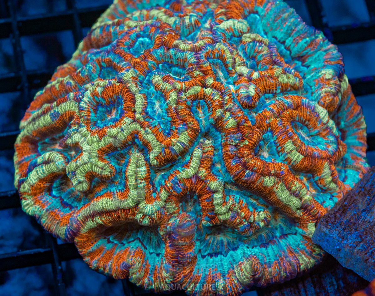 DSC_7483.jpg