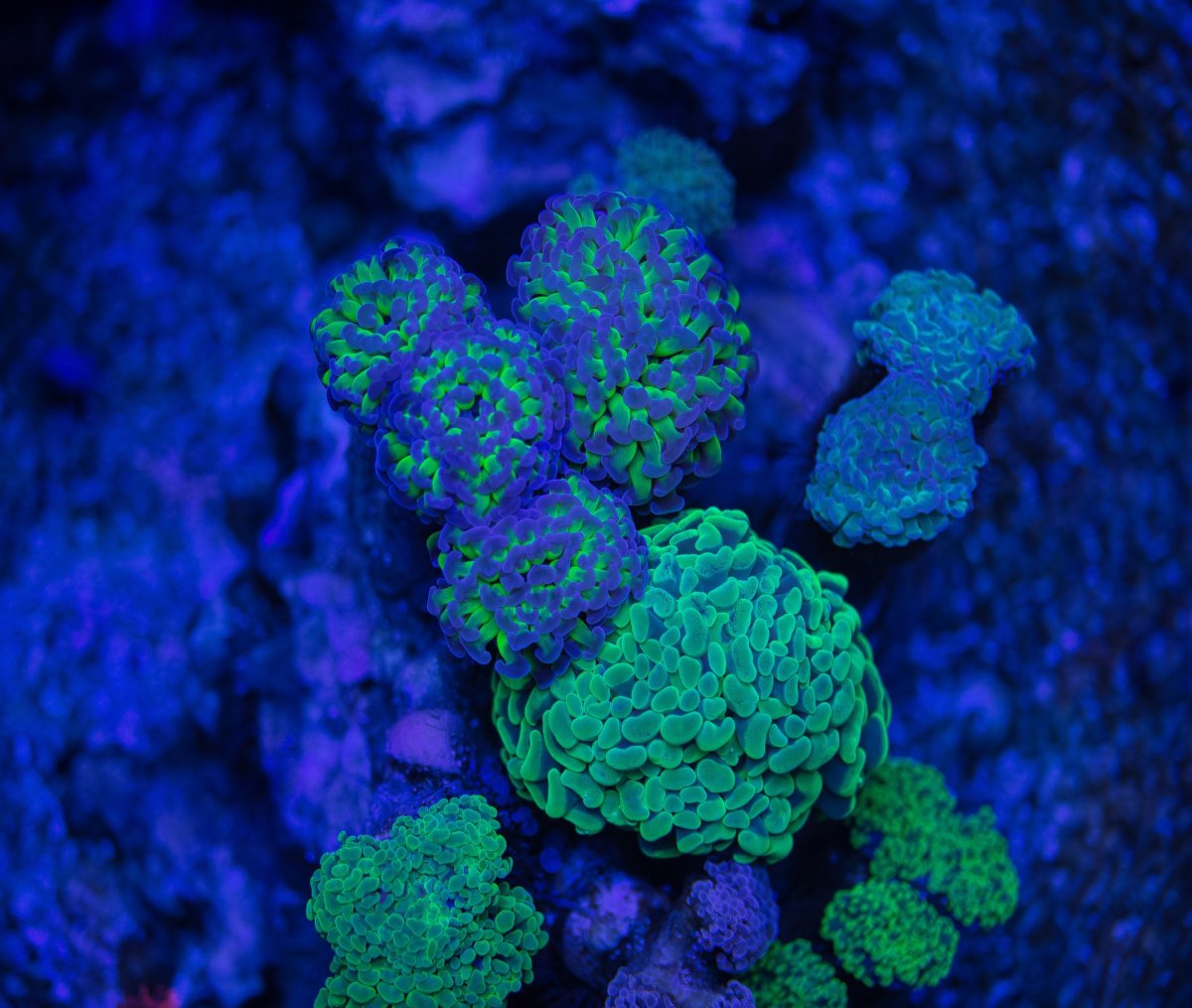 DSC_7559_1.jpg