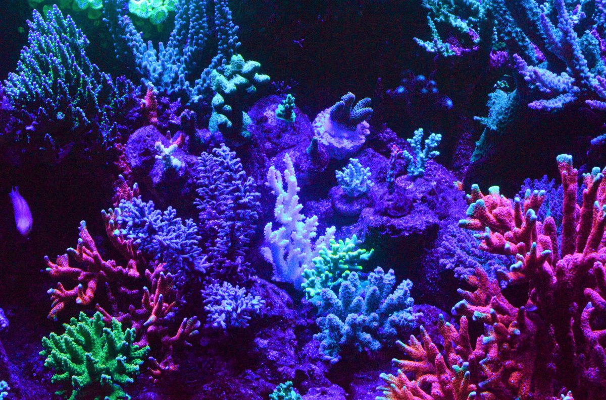 DSC_8261 blues.jpg